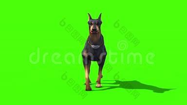 动物狗狗狗狗狗狗狗狗狗狗狗前绿色屏幕3D渲染动画